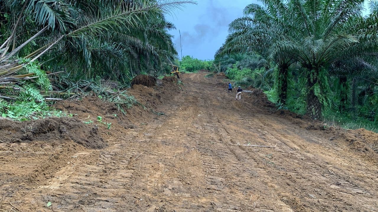 Dibamba New Layout